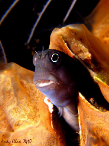 Blenny - Tulamben Bali
Canon G9 + Nikonos SB 105 + Inon ... by Andy Chan 